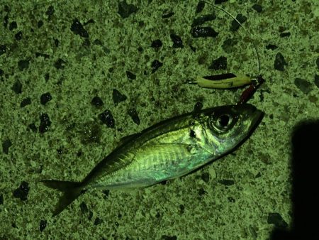 夜明け前からアジング、ロックフィッシュ、ロックショア、エギング、ショアジギの釣り