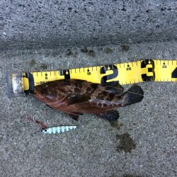 プチsalt water game!