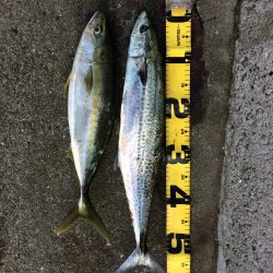 朝一プチsalt water game！