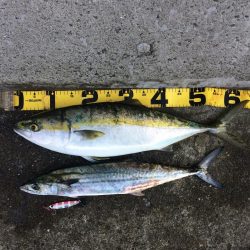 早朝プチsalt water game