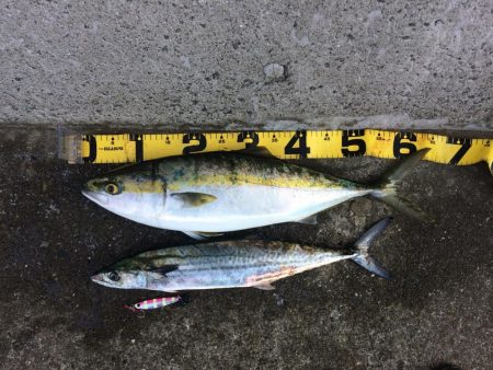 早朝プチsalt water game