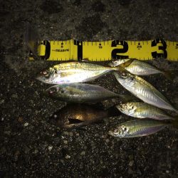 親子サビキ釣り