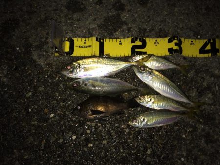 親子サビキ釣り