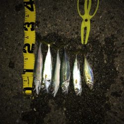 プチ親子サビキ釣り