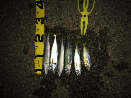 プチ親子サビキ釣り