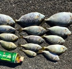 アイゴ爆釣り