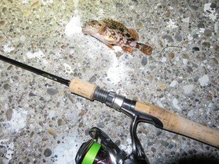 海の年末釣行は貧果だった・・・