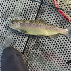 年末恒例東山湖忘年釣行