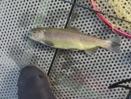 年末恒例東山湖忘年釣行