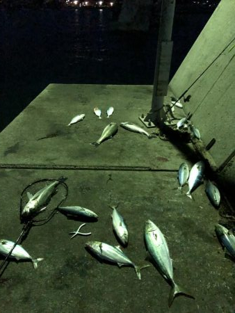 夜の部)　爆発　ハマチ・メジロ・スズキ入れ…