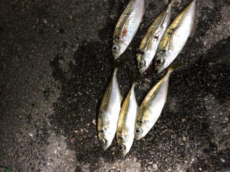 2か所目～　小あじのみ