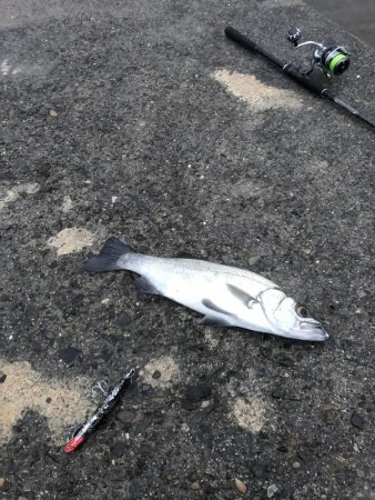 朝一ドゥンとヒラスズキ