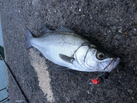 朝一ドカンとヒラスズキ