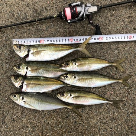 2020 佐渡ヶ島アジング