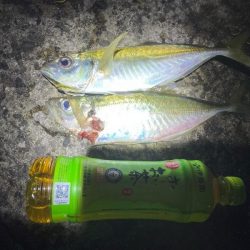 アジング和歌山。デカアジ釣果