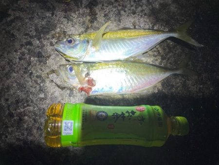 アジング和歌山。デカアジ釣果