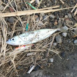 ショアジギング