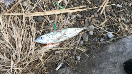 ショアジギング