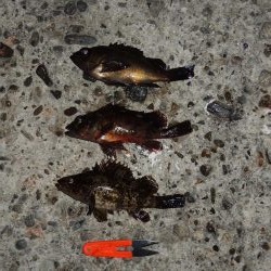 ハネの代わりにアイナメ