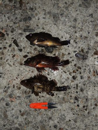 ハネの代わりにアイナメ