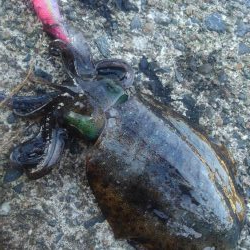 アオリ終盤戦‼️