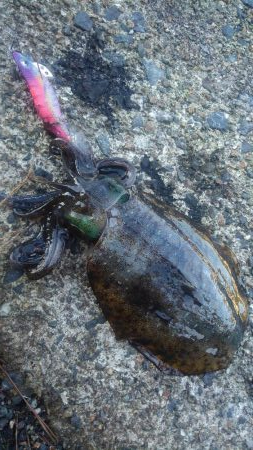 アオリ終盤戦‼️…