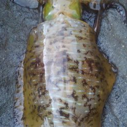 やっちまった～