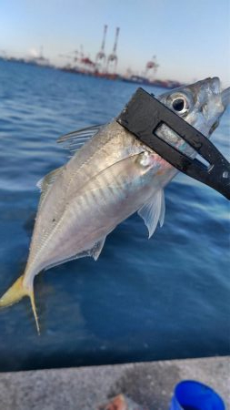 冬のサビキ第二弾