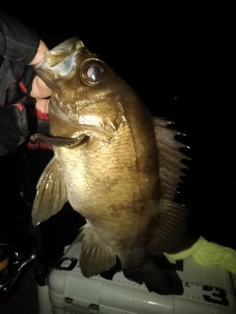 フロートゲーム