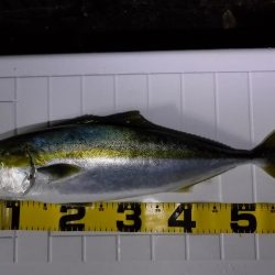 久々のオフショア