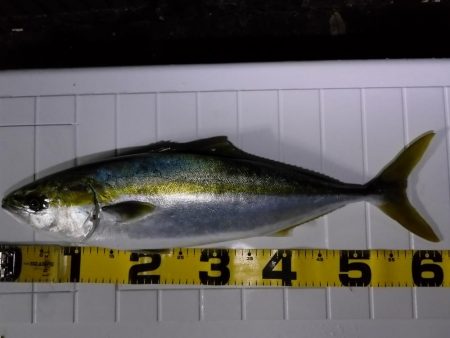 久々のオフショア