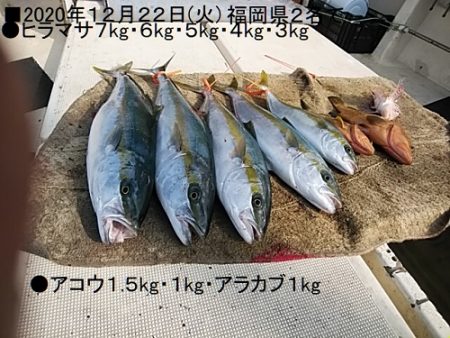 大物釣果速報！●光義丸：平戸市早福港