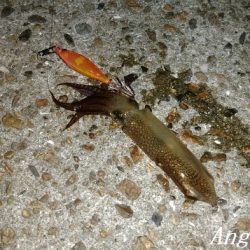 今年も渋めなヒイカ