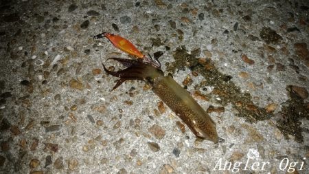 今年も渋めなヒイカ