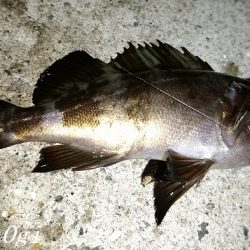 西浦でエビ撒き釣り