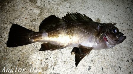 西浦でエビ撒き釣り