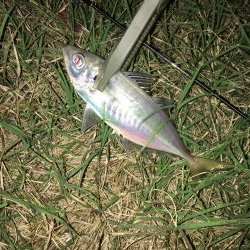 しぶいですわ…