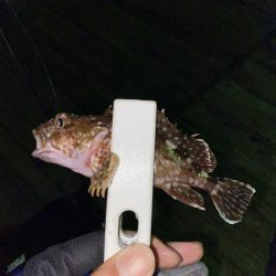 アジの回遊。。