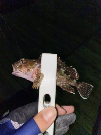 アジの回遊。。