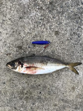 朝の地合い狙い