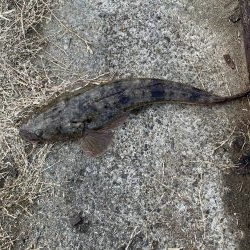 ヒラメのサイズアップ目指して