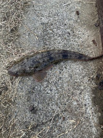 ヒラメのサイズアップ目指して