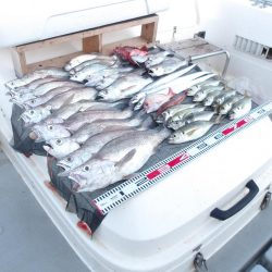 遊漁船SOUTH(サウス)釣果