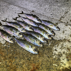 瀬戸内の島アジング（2020-25)