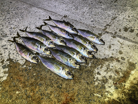 瀬戸内の島アジング（2020-25)