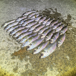 瀬戸内の島アジング（2020-26)