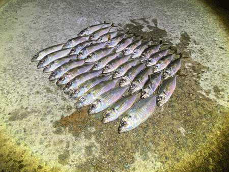 瀬戸内の島アジング（2020-26)