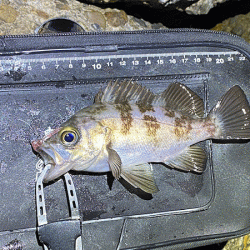 二見メバリング(2020-12)