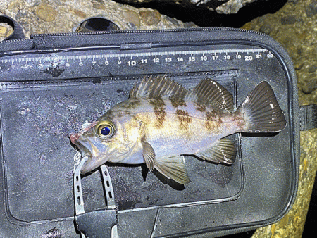 二見メバリング(2020-12)