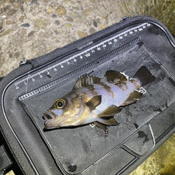 姫路で２０２０年釣り納めのメバリング(2020-13)